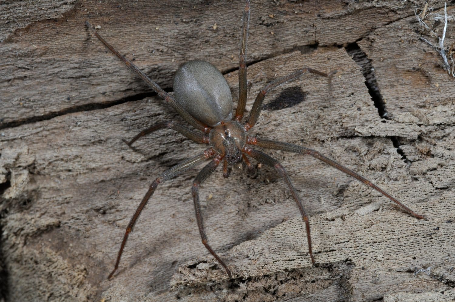 Brown Recluse  (Loxosceles reclusa)venomous US spider