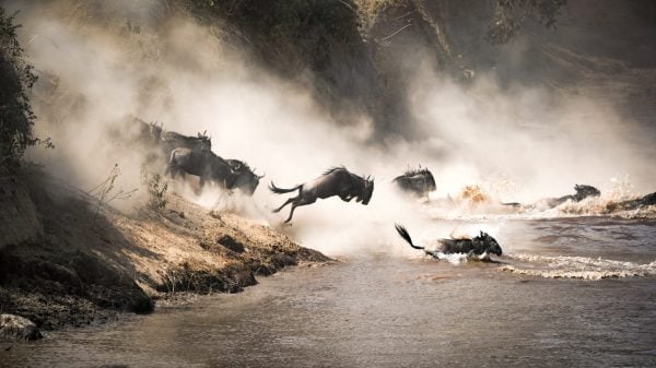 The Great Migration: The Future of the Wildebeests' Epic Journey - A-Z ...