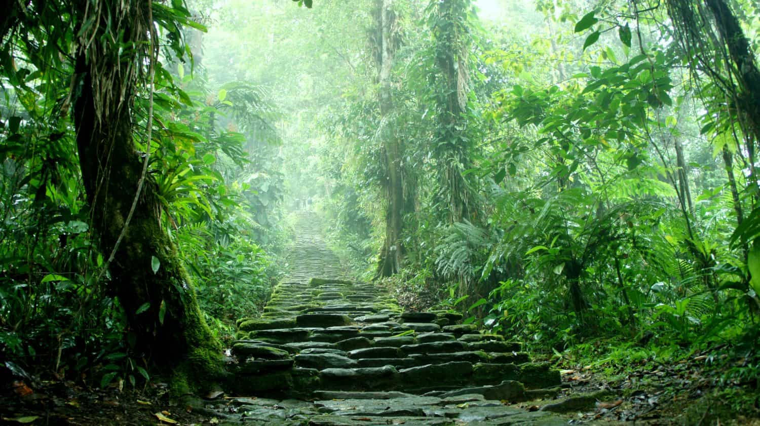 Hidden staircase deep in the Colombian Jungle belonging to the ruins of Ciudad Perdida