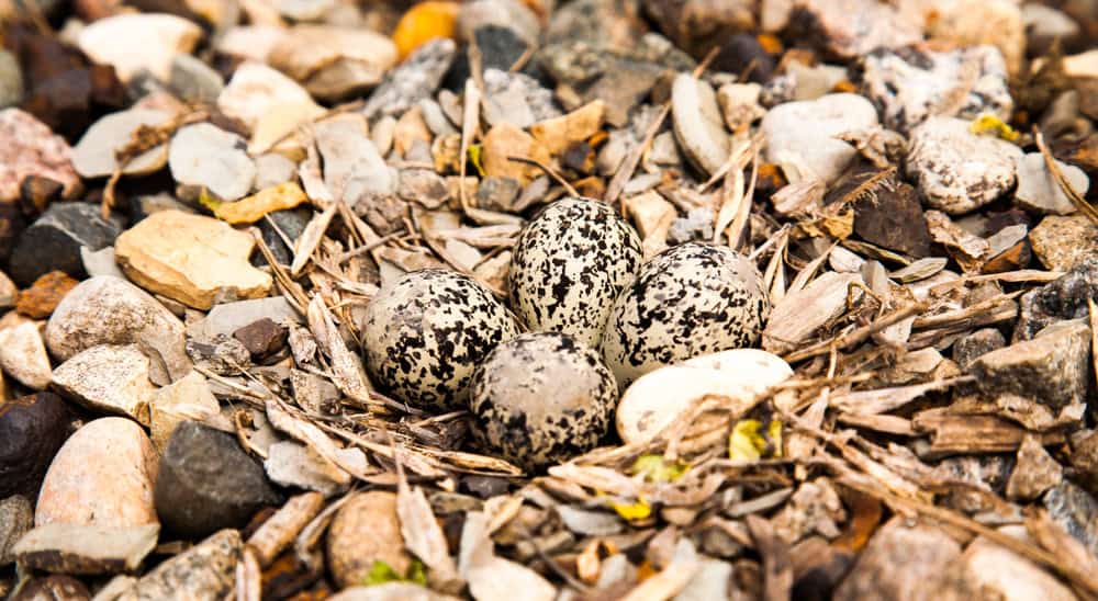 A kildeer nest among rocks and sticks in an open rocky area.