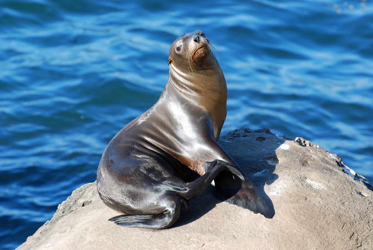 Young sea lion basks in the sun on a rock at La Jolla Cove in San Diego, California