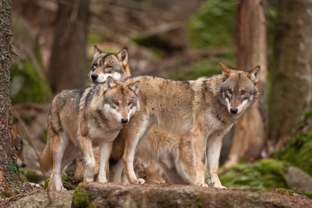 gray wolf, grey wolf, canis lupus