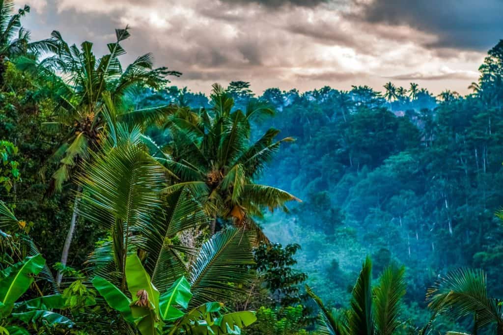 Fog. Jungle of palm trees in tropical Ubud, Bali, Indonesia. Evening forest, Cloudy, dark, rainy. View of the jungle at night and clouds in the sky. Fog in palm trees and in the forest. Holiday.