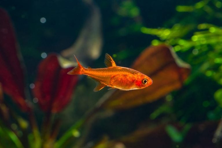 Red Medium Fish Red Aquarium Fish: 13 Types of Red Fish - A-Z Animals