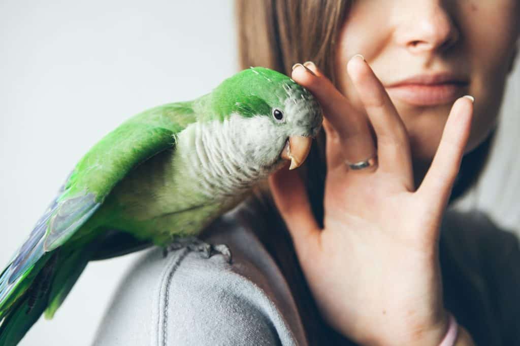 Close-up of friendly and cute Monk Parakeet. Green Quaker parrot is sitting on woman shoulder. Woman is petting parrot.
