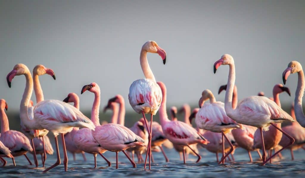 A flamboyance of greater flamingos wading in the water in golden light at sunset, salt-pans, Eastern Cape South Africa