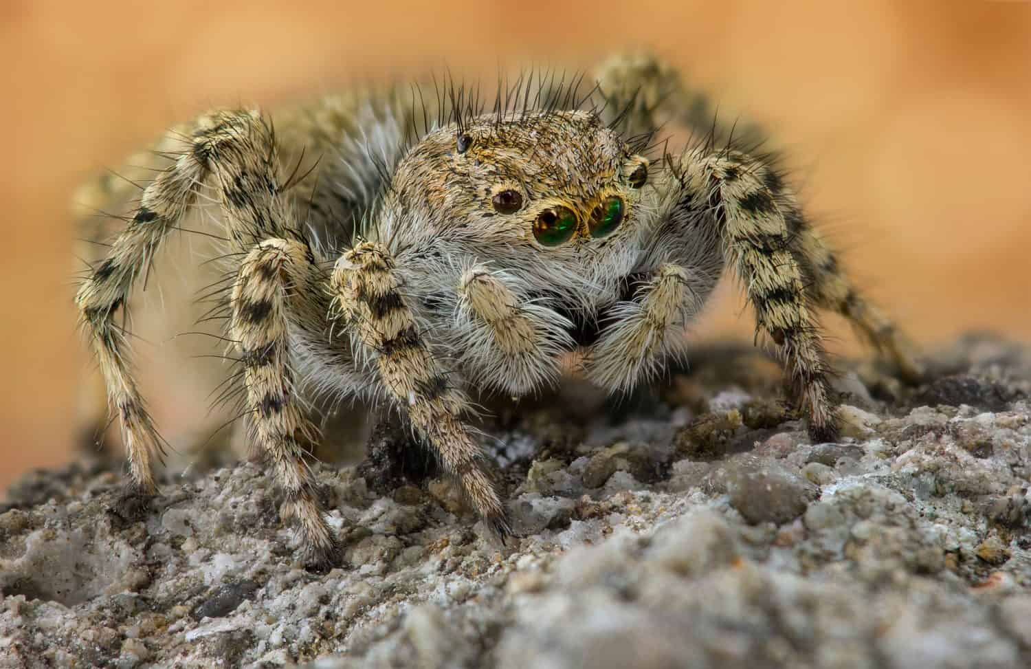 Medimum sized jumping spider (Salticidae), fluffy and cute one, called Asianellus festivus.