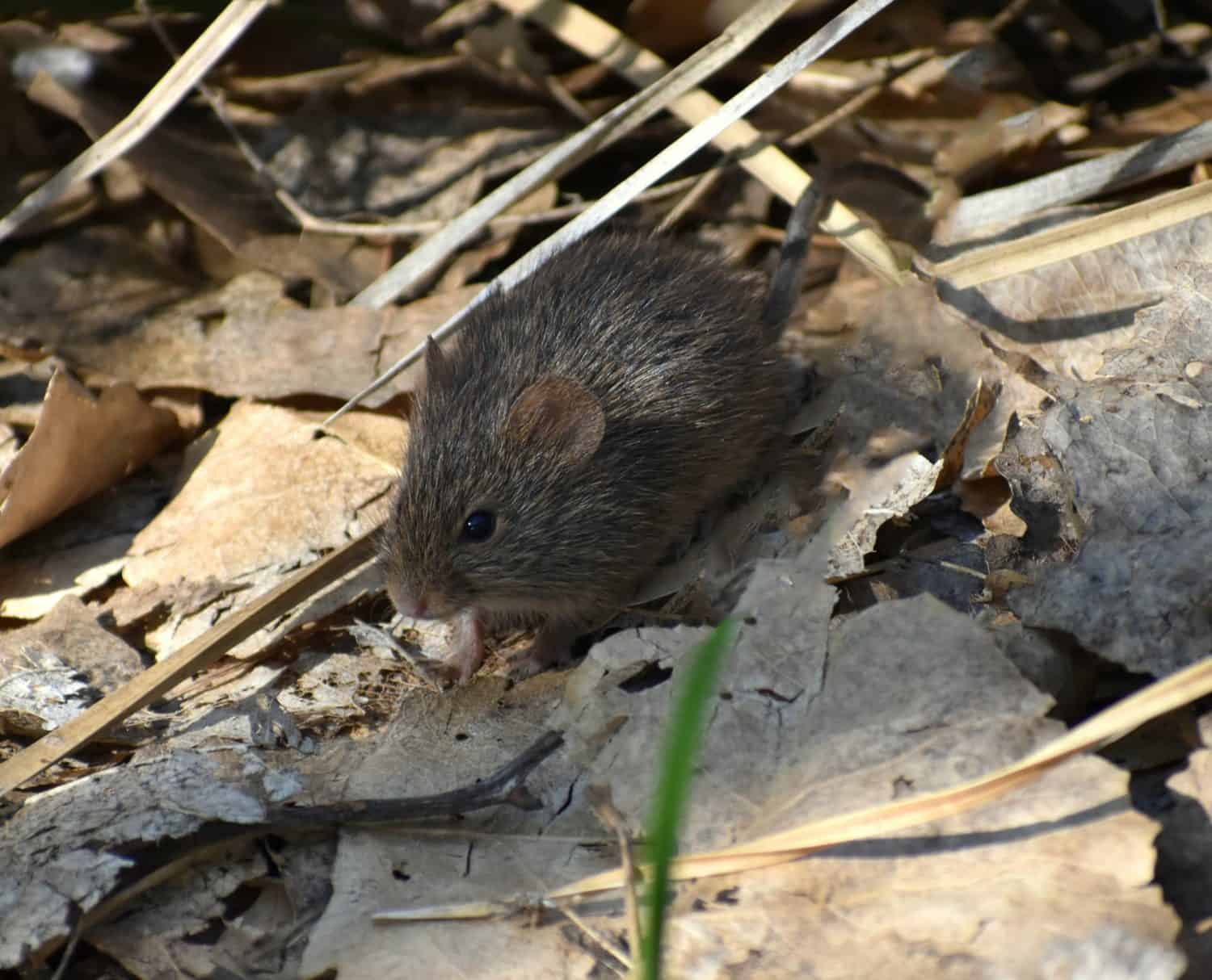 Desert Pocket Mouse