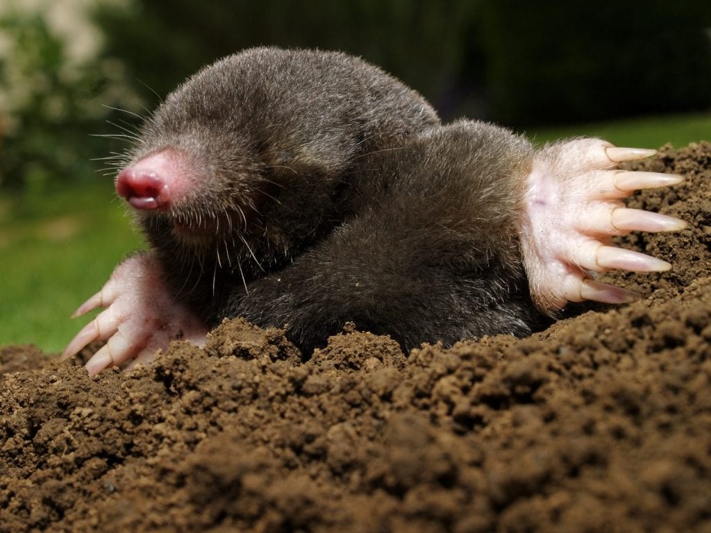 mole in action in my garden