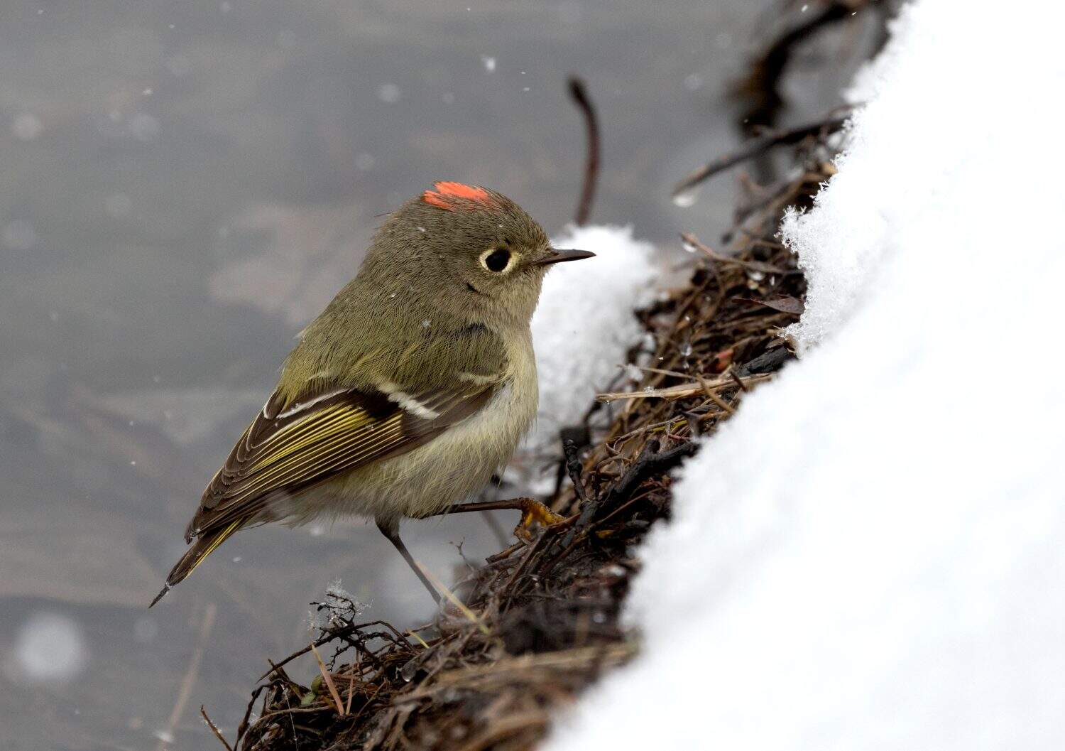 Ruby crowned kinglet on the branch over snow during spring migration through Iowa