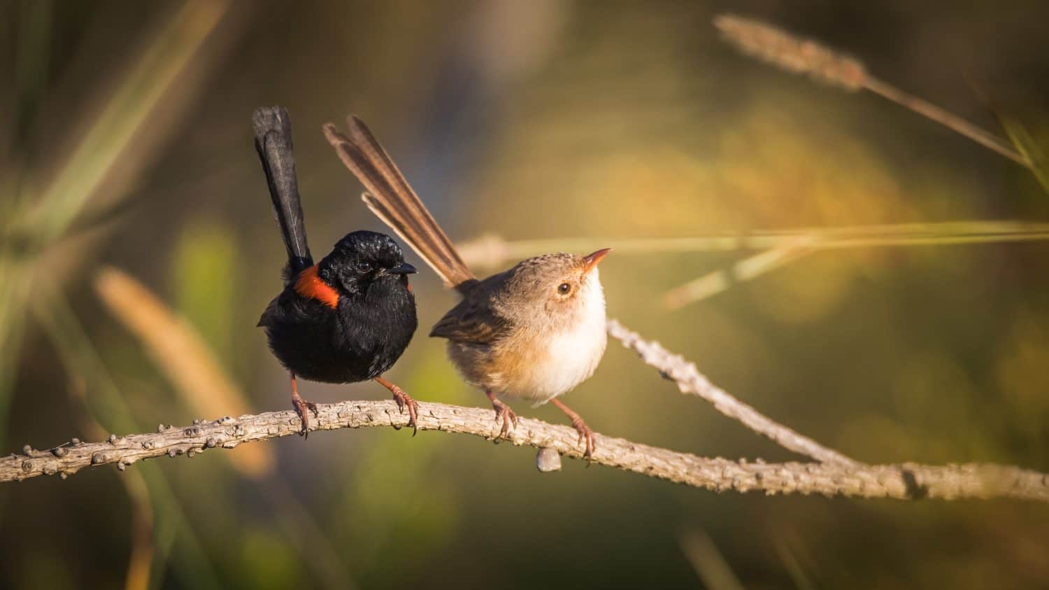 Wrens on a branch in the sunshine