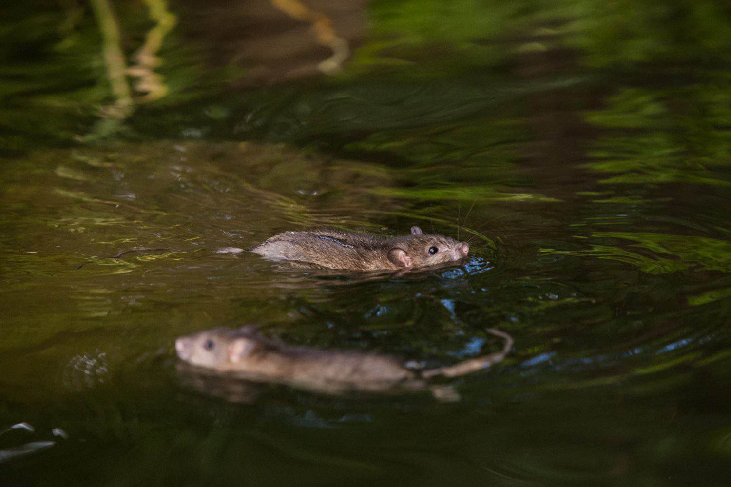 Rat family - mother and a baby on a water