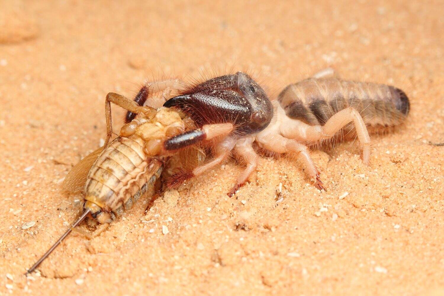 The camel spider (Rhagoderma tricolor) feeding on a cricket