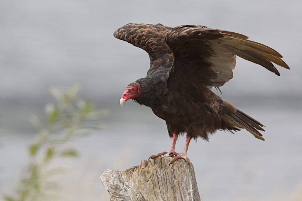 Turkey Vulture / Buzzard; ready to take flight, with the Pacific Ocean in background; Redwood State and National Park, California coast, near Crescent City and highway 101 coastal rain forest