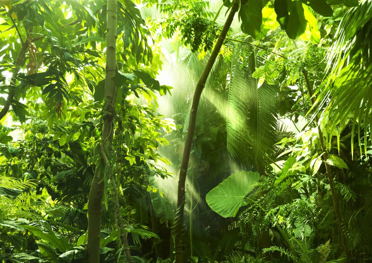 Tropical forest, trees in sunlight and rain