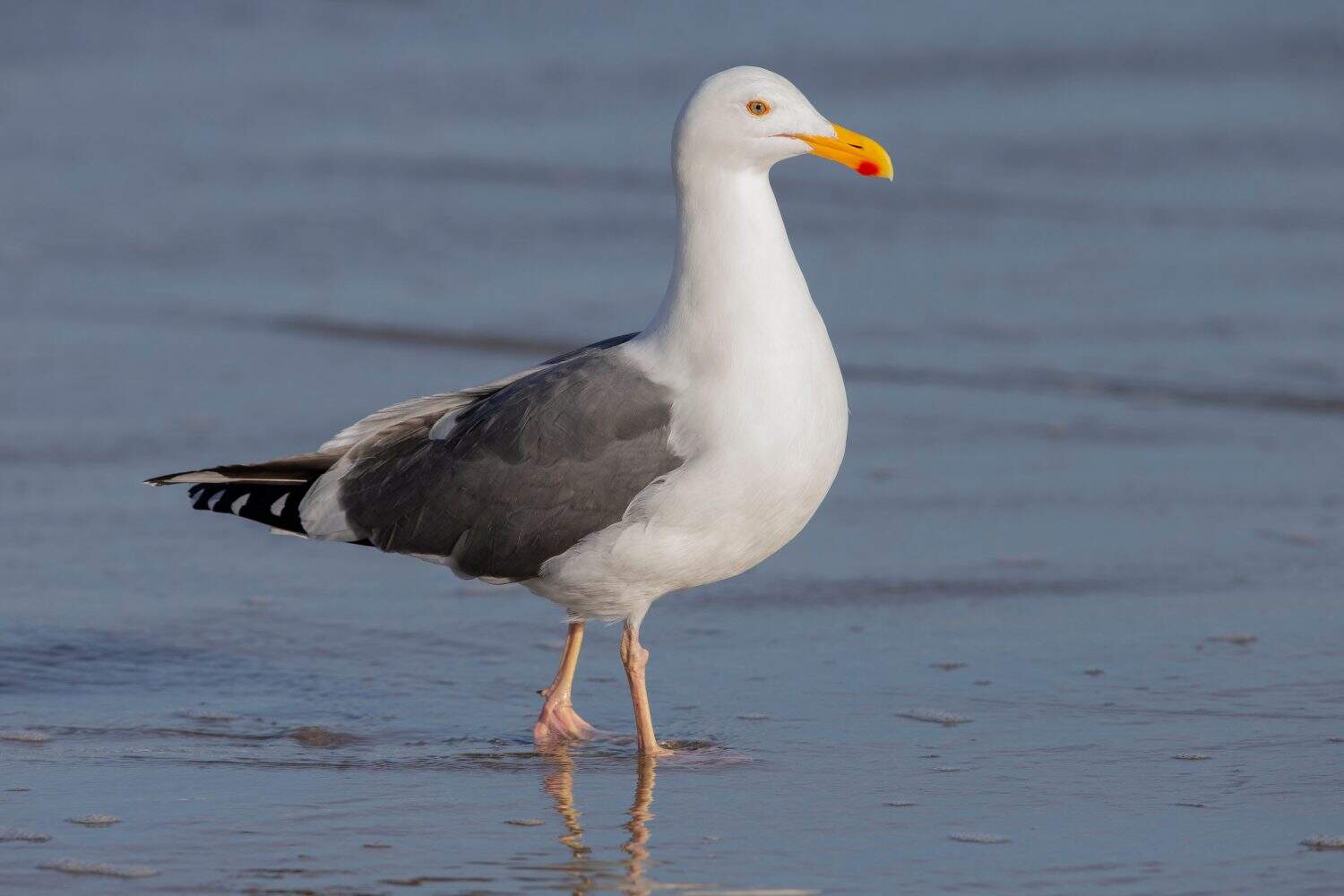 Western Gull on California Shore