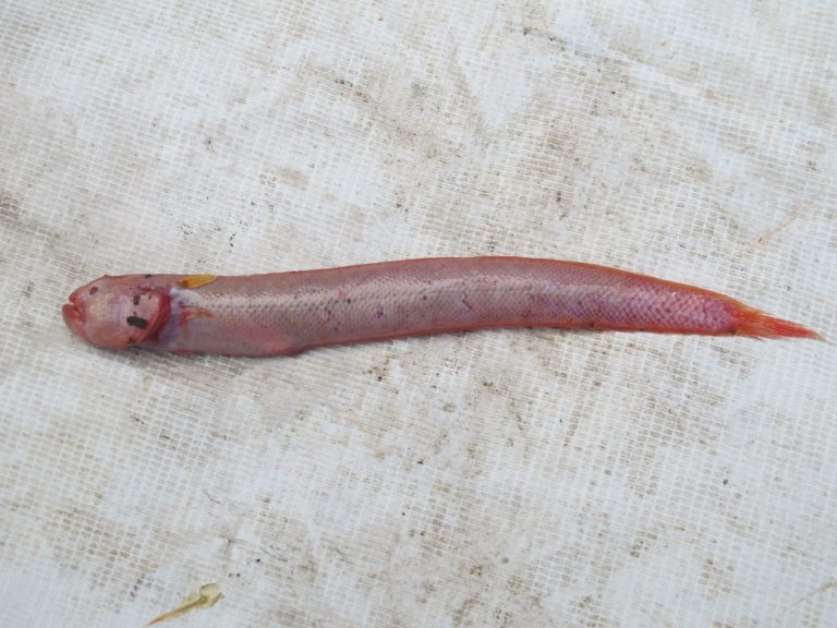 Strange fish / Eel goby