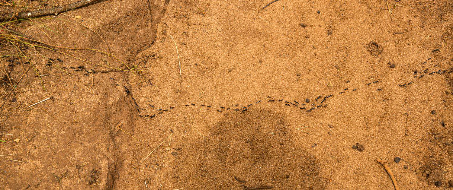A colony of ants crossing a trail near Emali, Kenya.