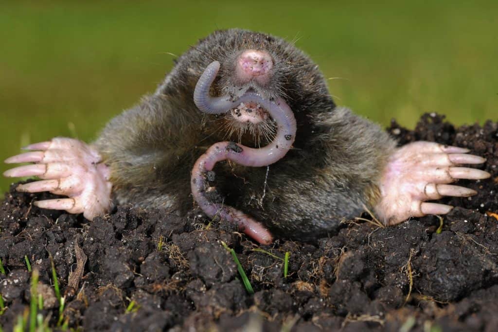 Mole Poop: Everything You've Ever Wanted to Know - A-Z Animals