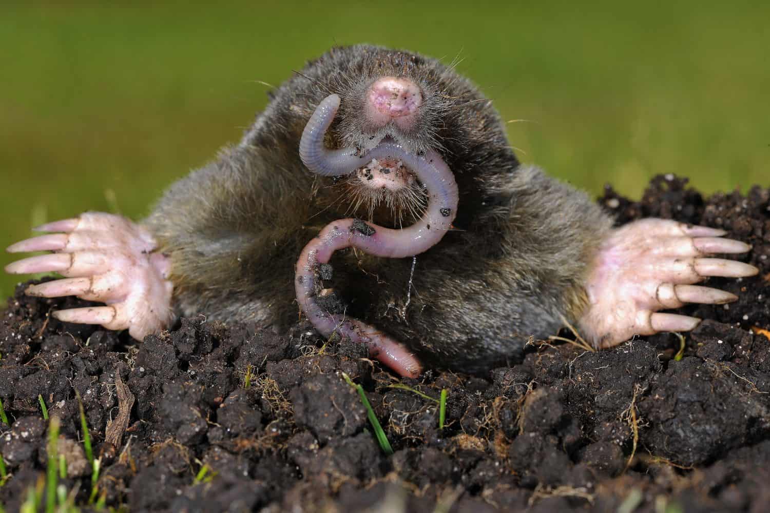  Mole