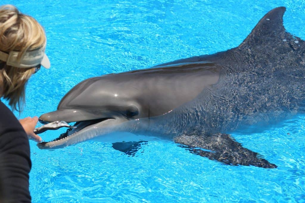 Technician Feeding Fish to Dolphin