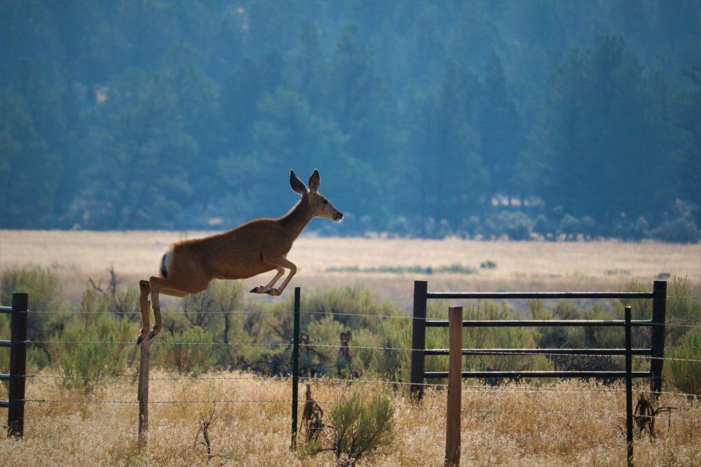 Mule deer doe jumping over barbed wire fence during summer in central Oregon
