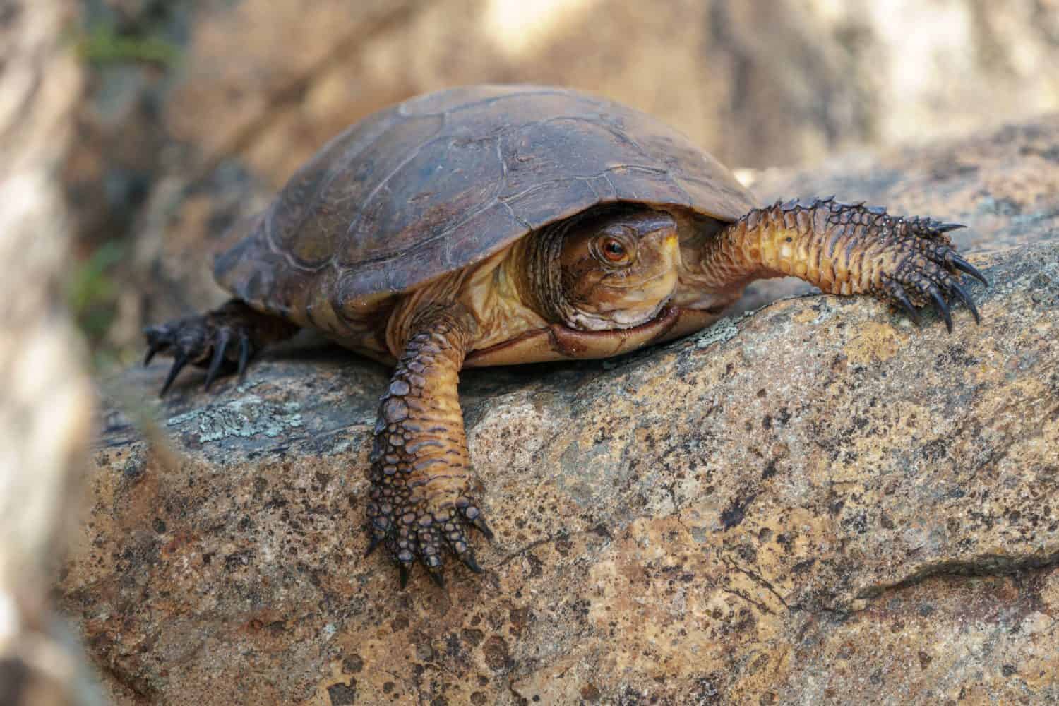 California western pond turtle resting on a large rock.