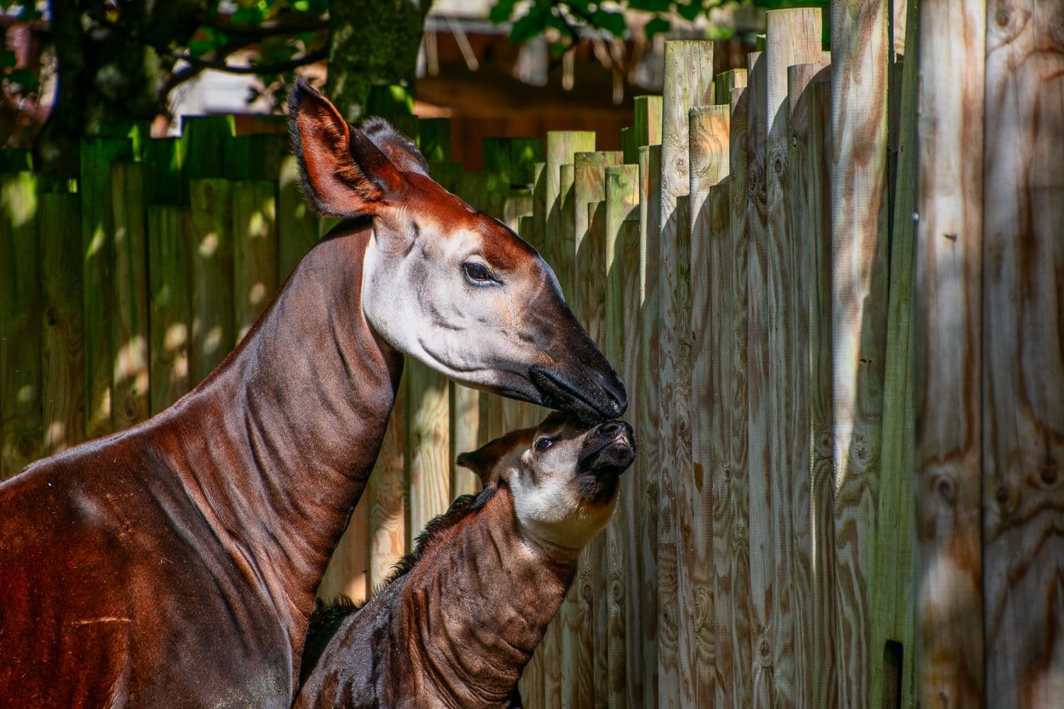 Baby Okapi with her mum on a sunny day