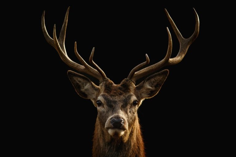 Red deer portrait on black background.