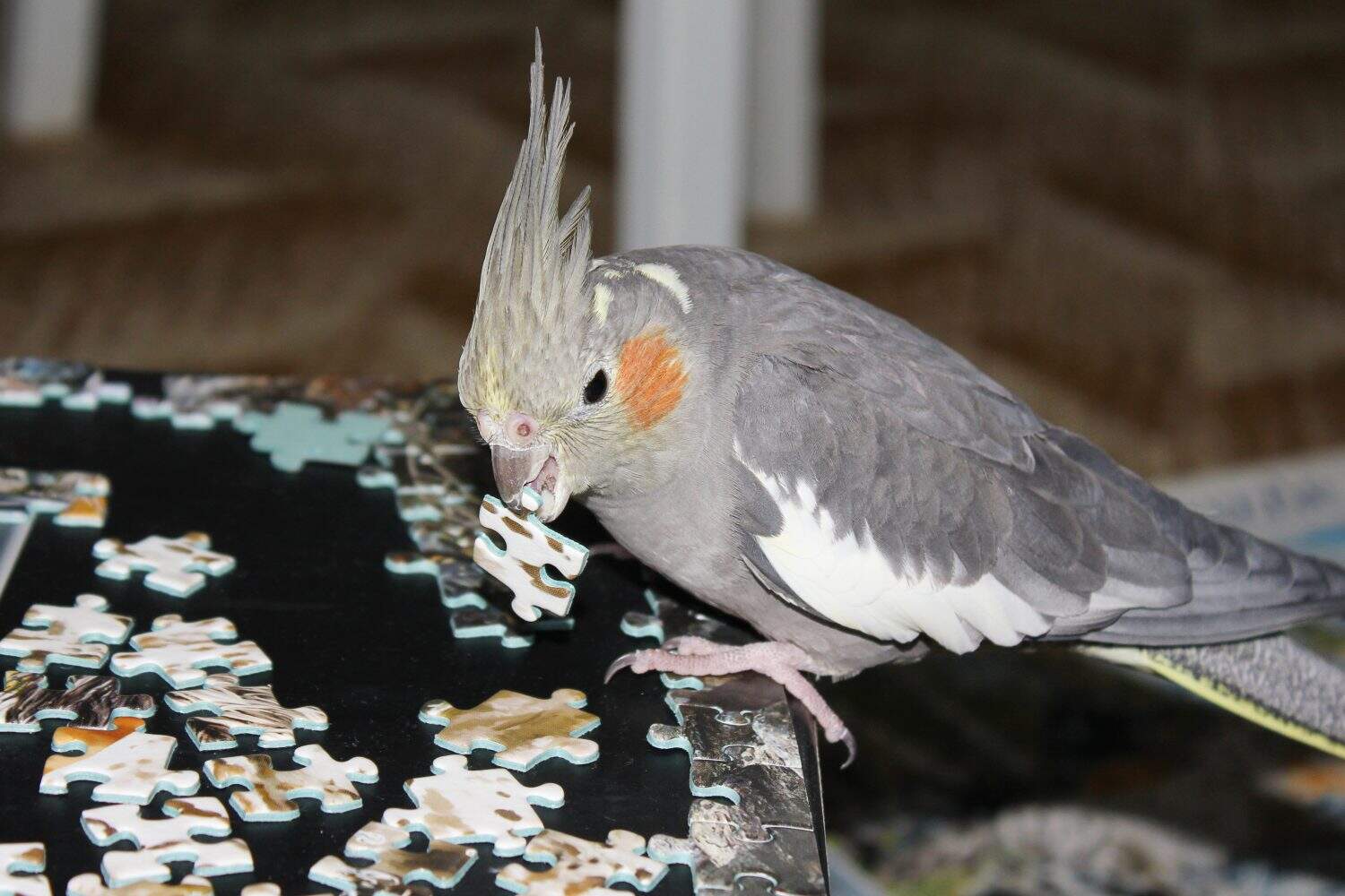 gray cockatiel parrot