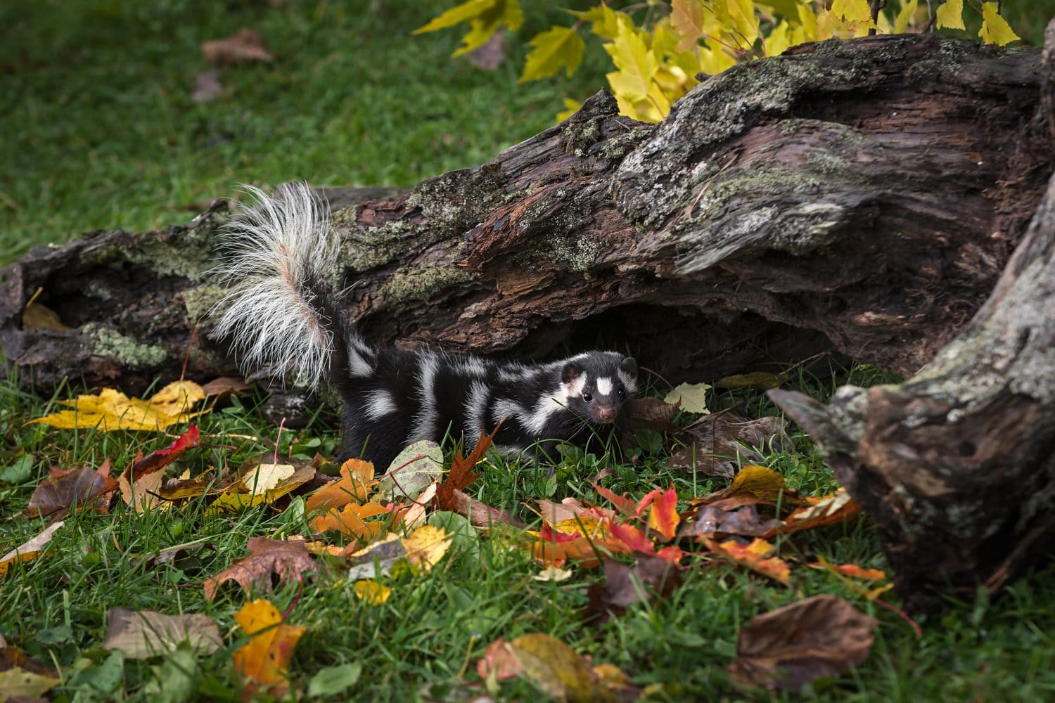 Eastern Spotted Skunk (Spilogale putorius) Tail Up By Log - captive animal