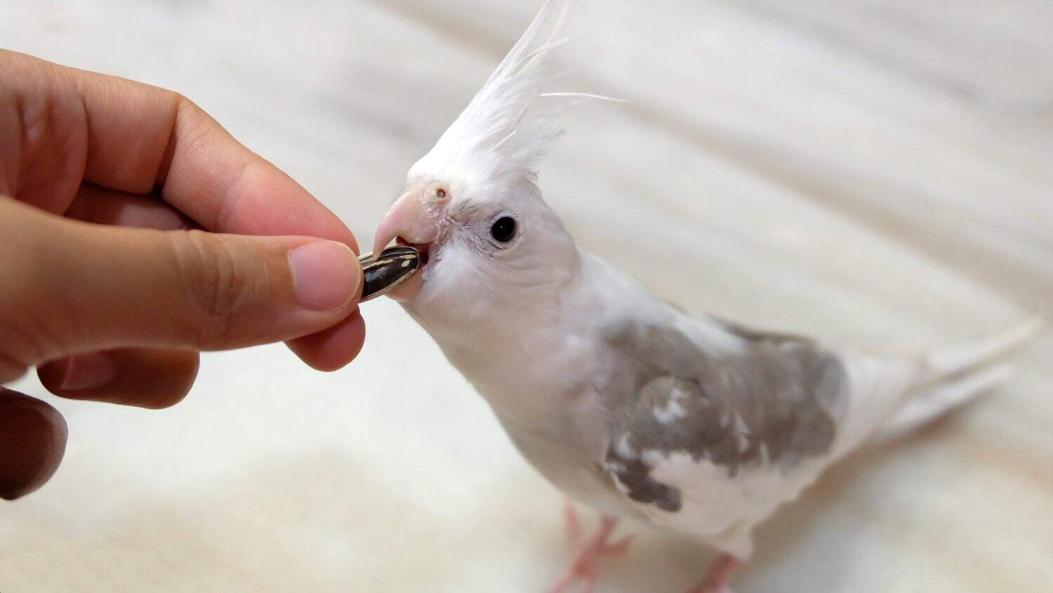 Hand feeding sunflower seed to a white faced pied cockatiel on a marble table. A hand is holding the seed while the bird is receiving the seed from the fingers with its beak.
