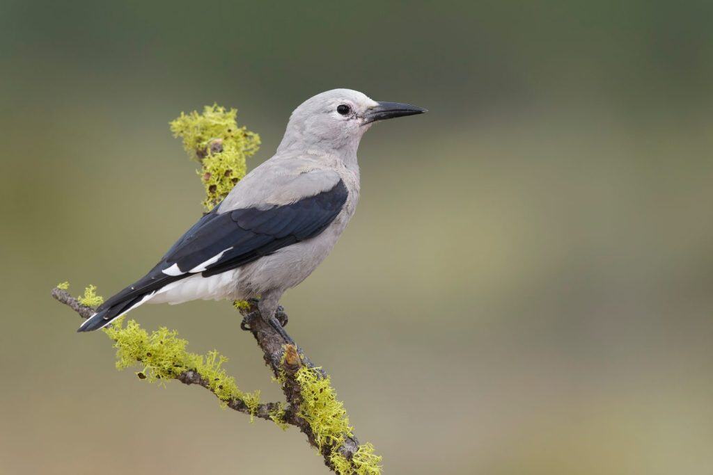 Adult Clark's Nutcracker (Nucifraga columbiana) Lake Co., Oregon, USA August 2015