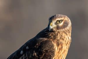 A female Northern Harrier up close
