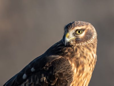 A Northern Harrier