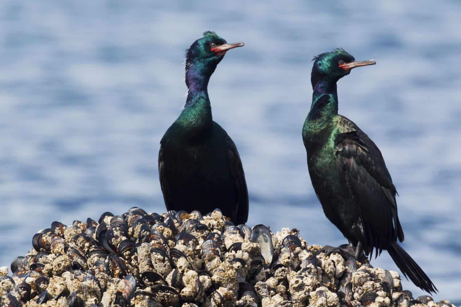 Pelagic Cormorant Pair