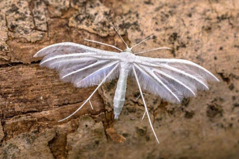 Japanese Bee Fly: The Insect That Inspired a Pokémon - A-Z Animals