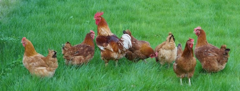 New Hampshire Hens grazing on a green meadow