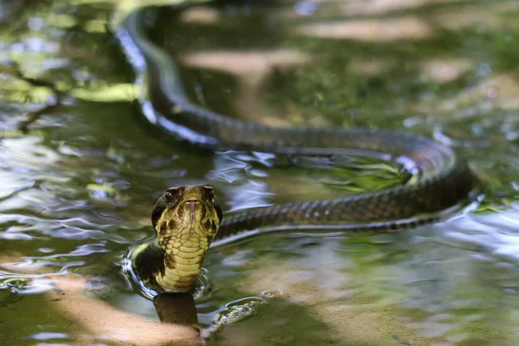 Water Moccasin (Agkistrodon piscivorus) in Lewisville, TX