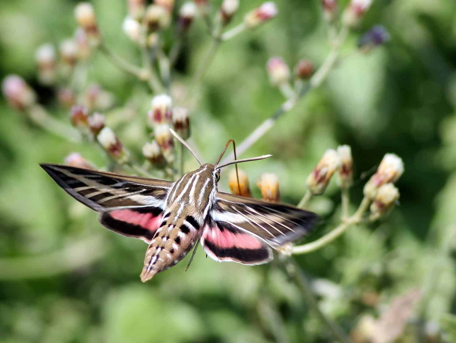 White-lined Sphinx Moth in Mexico