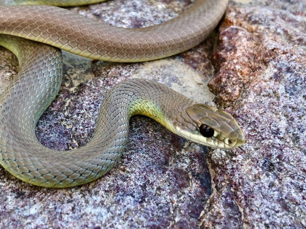 Yellow-bellied racer snake, Coluber constrictor