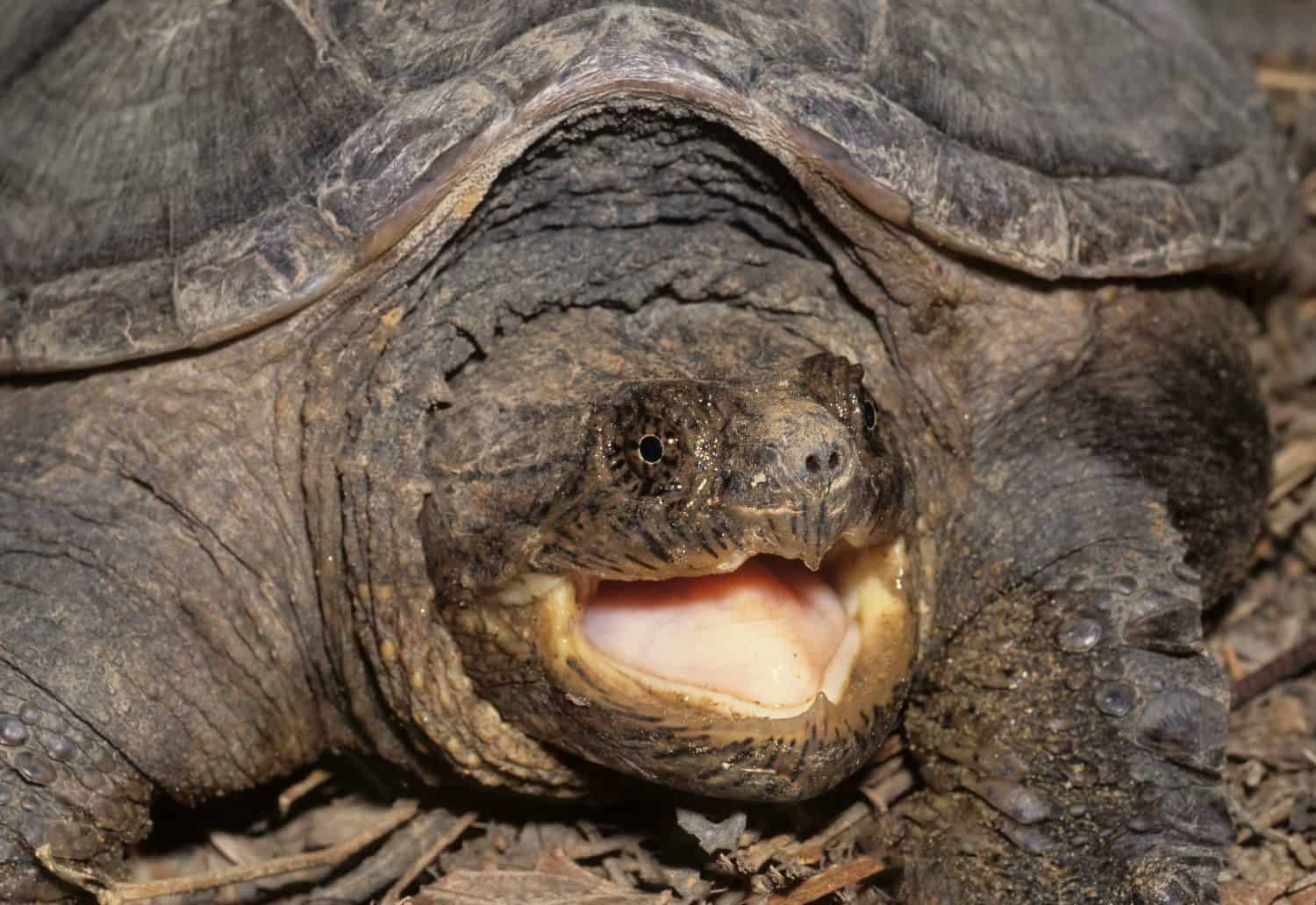 Mature common snapping turtle (Chelydra serpentia) in defensive posture, threatening to bite with powerful jaws.