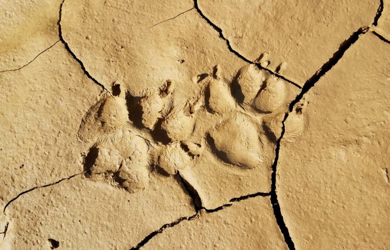 Coyote footprints stamped into the mud after a heavy rainfall in the foothills of California