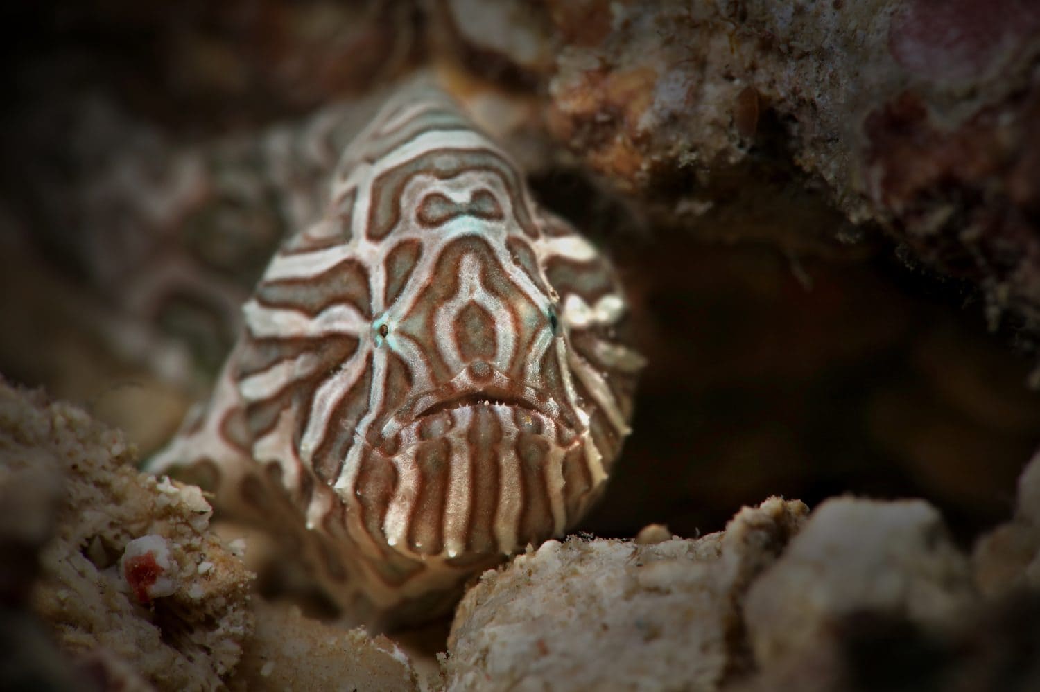 Psychedelic frogfish (Histiophryne psychedelica). Picture was taken in Ambon, Indonesia