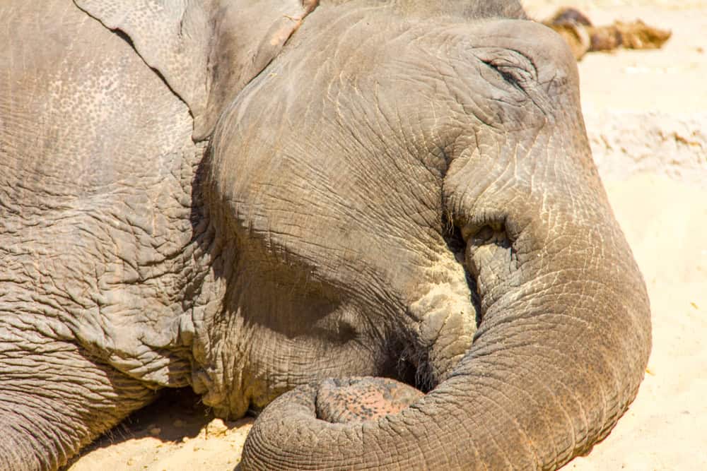 Asian elephant sleeping on the floor in a meadow