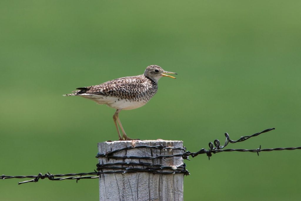 Upland sandpiper on fence post, South Dakota