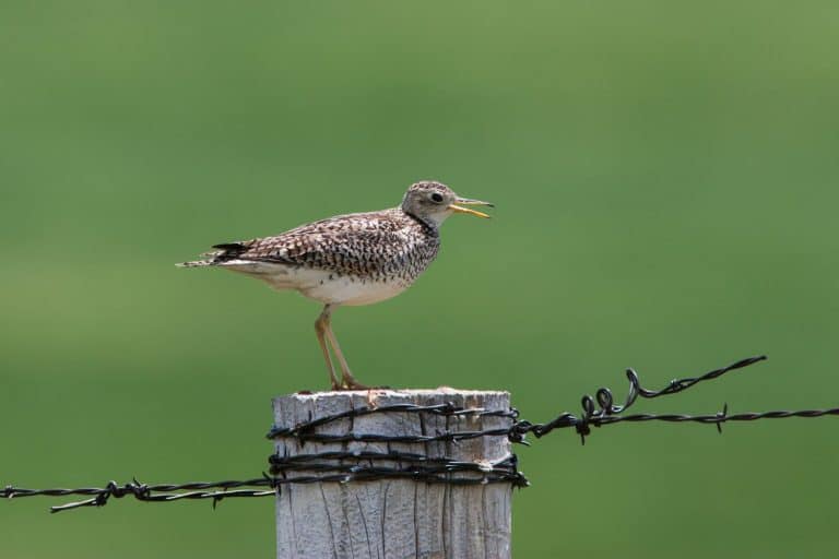 Upland sandpiper on fence post, South Dakota