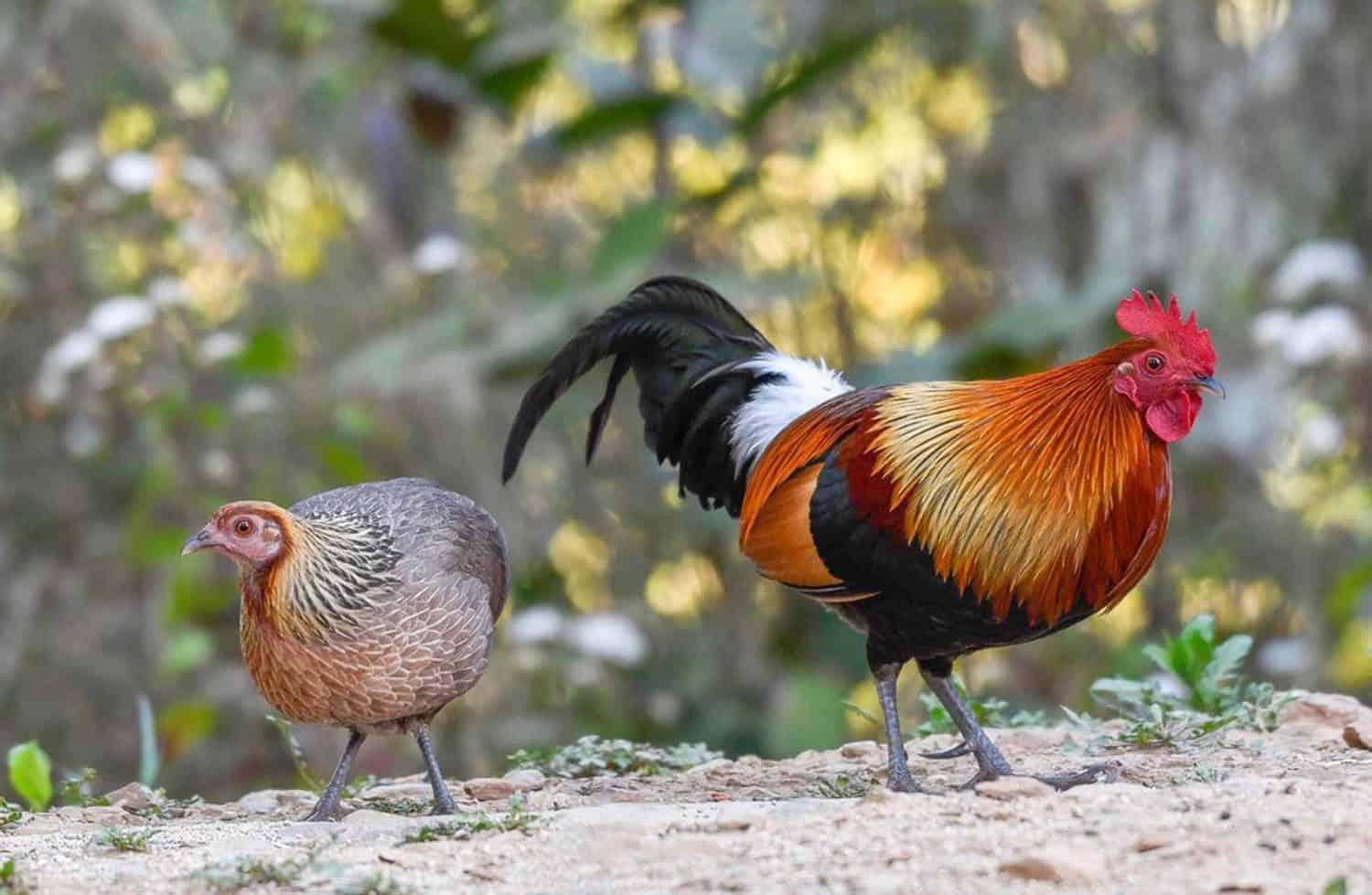A pair of Red jungle fowl found during safari in the forest, very rare picture of jungle fowl pair in one frame