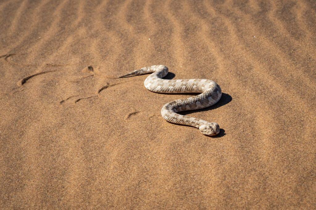 The sidewinder (Crotalus cerastes), also known as the horned rattlesnake and sidewinder rattlesnake, is a venomous pit viper species belonging to the genus Crotalus (rattlesnakes) Sidewinder.