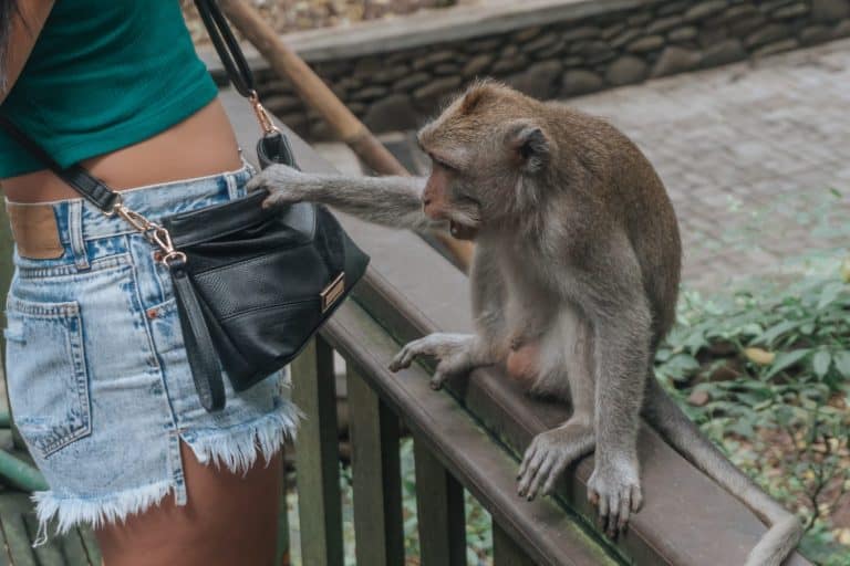 the monkey steals from the bag